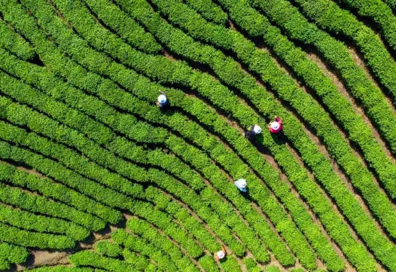 Xinyang Mao Jian Tea Plantation