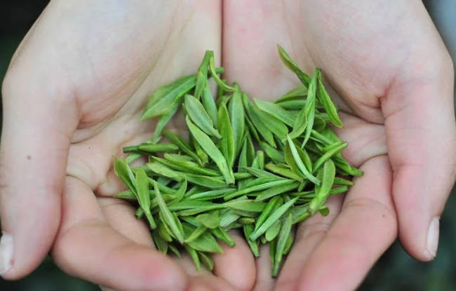 Xinyang Maojian Tea