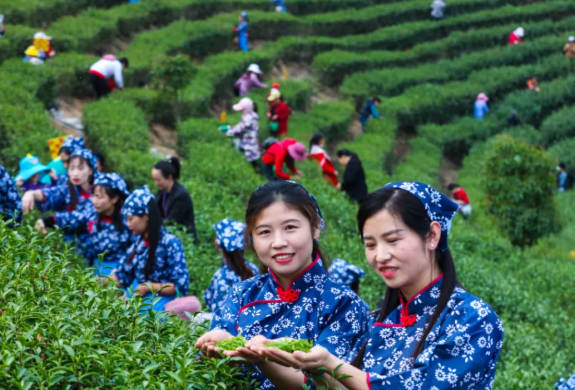 Girls picking Mao Jian
