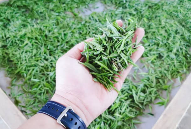 Unroasted Xinyang Maojian tea
